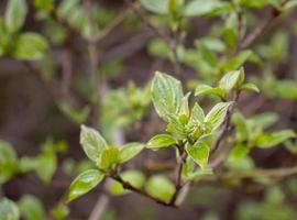 vicino su ramoscello con giovane le foglie e pioggia gocce concetto foto. giovane rami, steli nel primavera. foto