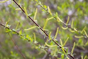 vicino su verde salice le foglie concetto foto. giovane rami, steli nel primavera. davanti Visualizza fotografia foto