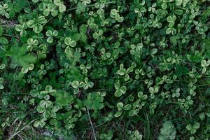 trifoglio erba le foglie siamo verde e appena tiro avvicinamento di il prato. il concetto di cura per il ambiente e il pianeta foto