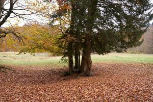 autunno paesaggio parco foresta caduto le foglie alto alberi fresco aria foto