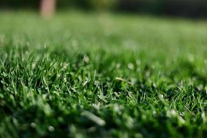 Visualizza di giovane verde erba nel il parco, prese avvicinamento con un' bellissimo sfocatura di il sfondo foto