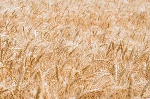 sfondo del campo di grano foto