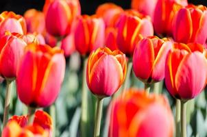 tulipani rossi e gialli