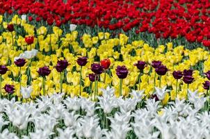 campo di tulipani foto