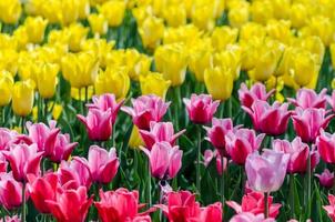 tulipani rosa e gialli