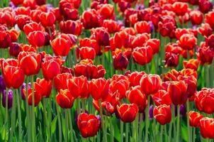 letto di tulipani ibridi rossi