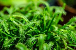 primo piano della drosera verde foto