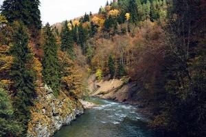 autunno foresta paesaggio alberi natura fresco aria foto