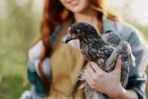 ragazza Tenere un' grigio pollo nel avvicinamento su un' azienda agricola nel un' Marrone grembiule su un' soleggiato giorno foto