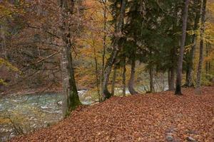 paesaggio fresco aria autunno foglia autunno alto alberi natura foto