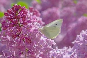 vicino su di bianca farfalla ubicazione su lilla fioritura foto