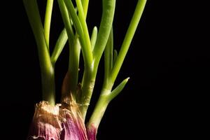 cipolla verde su sfondo nero foto