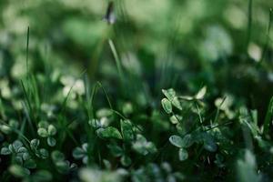 verde erba botanica e natura paesaggio per il casa la zona, paesaggio e assunzione cura di natura e il ambiente foto