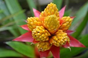 giallo fioritura tropicale fiore fiorire nel un' grappolo foto