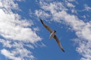 gabbiano volante su per blu cielo con bianca nuvole foto