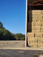 parziale Visualizza di il fieno fienile pieno di fieno balle e campo foto