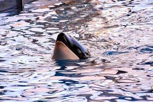 orca balena nel il acquario foto