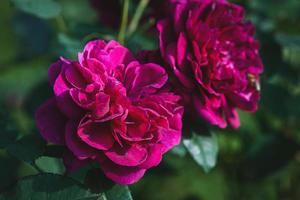 darcey bussell cremisi Rose - inglese arbusto rosa allevati di david austin foto