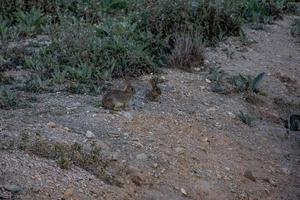 poco selvaggio grigio coniglio nel naturale habitat nel Spagna foto