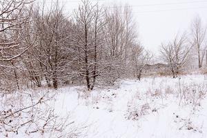 inverno naturale paesaggio con innevato alberi nel il foresta e un' stretto sentiero foto