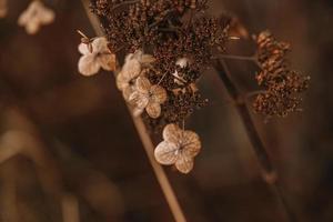 Marrone secco ornamentale fiori nel il giardino su un' freddo autunno giorno foto