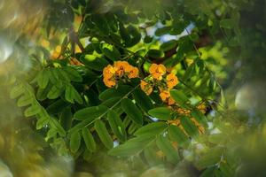 giallo acacia fiore su un' albero contro il sfondo di verde ciliegia le foglie nel Spagna foto