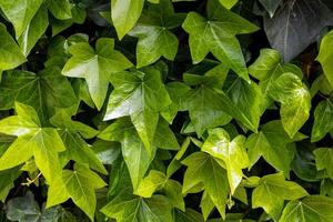 naturale verde sfondo con pianta rampicante all'aperto avvicinamento foto