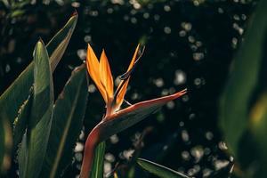 arancia regale strelitzia nel il giardino nel il caldo raggi di il sole foto