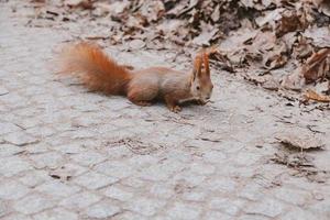 poco rosso scoiattolo nel autunno inverno parco nel Polonia foto