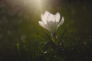 primavera fiori crochi nel il giardino nel il caldo raggi di il pomeriggio sole foto