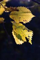 colorato autunno le foglie su un' albero ramo nel il caldo luce del sole foto
