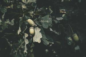 verde autunno ghiande su il ramo di un quercia tra il le foglie foto