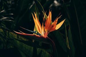 arancia regale strelitzia nel il giardino nel il caldo raggi di il sole foto