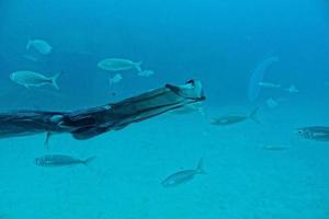 silenzioso calma sottomarino mondo con pesce vivente nel il atlantico oceano foto