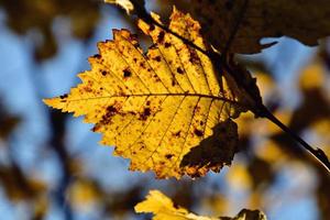 colorato autunno le foglie su un' albero ramo nel il caldo luce del sole foto