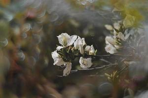 curioso fioritura primavera albero con grande fiori e bokeh foto