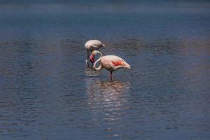 uccello bianco-rosa fenicottero su un' salato blu lago nel calpe Spagna foto