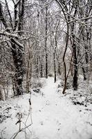 inverno naturale paesaggio con innevato alberi nel il foresta e un' stretto sentiero foto