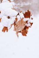 Marrone foglia su un' albero ramo contro un' sfondo di bianca neve nel un' inverno giorno nel avvicinamento foto