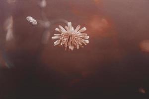 selvaggio giallo fiore di un' dente di leone su un interessante sfondo foto