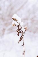 vecchio secco campo fiore nel inverno nevoso giorno nel il prato nel avvicinamento foto