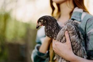 un' femmina contadino detiene un' grigio macchiato pollo e esamina esso per rendere sicuro il uccello è salutare e Spettacoli esso per il telecamera nel tramonto luce del sole contro un biologico fondale foto