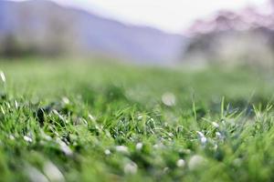 le foglie di verde giovane erba su il sfondo di il alpino montagne, un' primavera paesaggio avvicinamento foto