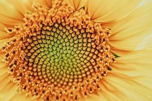 giallo girasole fiore avvicinamento formatura un' naturale sfondo foto