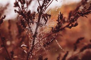 poco morbido acqua gocce su un' ragno ragnatela su un autunno giorno avvicinamento all'aperto foto