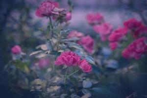 rosa nel il giardino contro il sfondo di verde le foglie foto