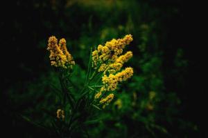 giallo fiore su un' verde sfondo nel autunno prato nel avvicinamento foto