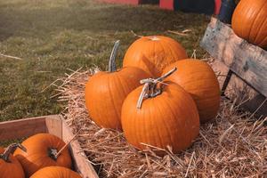 grande autunno arancia zucche nel un all'aperto giardino foto