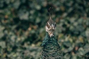 colorato pavone uccello nel il parco su un' freddo giorno all'aperto foto