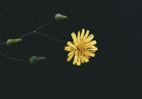 selvaggio giallo fiore di un' dente di leone su un interessante sfondo foto